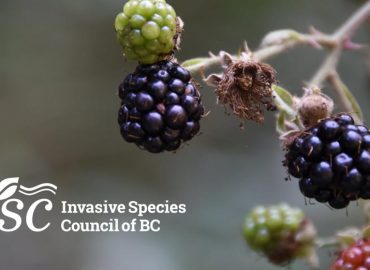 Invasive Species