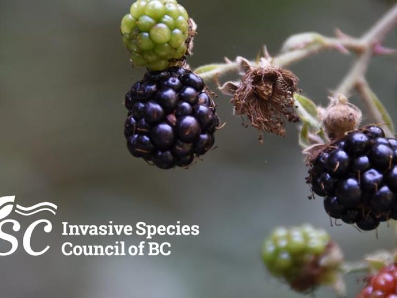 Invasive Species