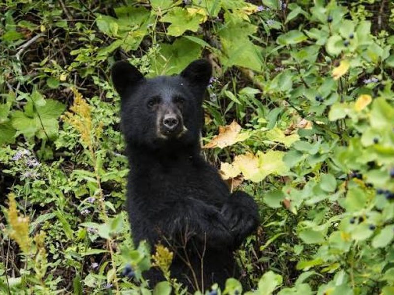 Black Bear