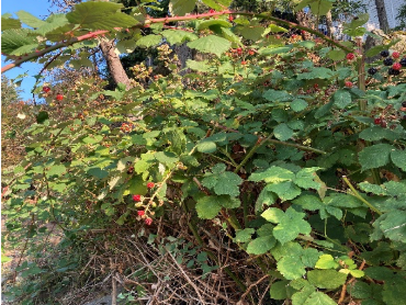 BlackBerry