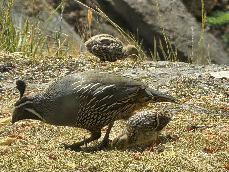 Quail Long Lake