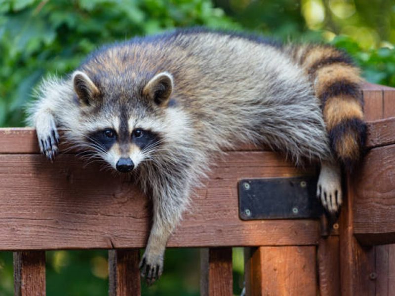 One young raccoon stretched out on the railing of a wooden deck against a green leafy background in summer.