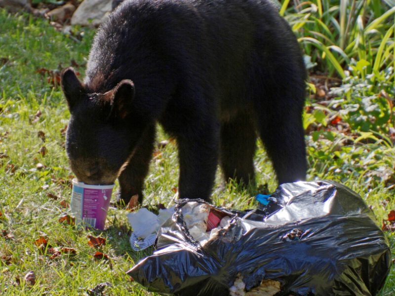 A black bear with its nose buried in a food container eats trash out of a residential garbage bag in summertime