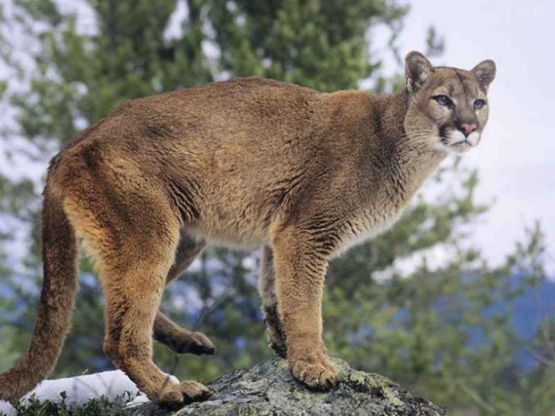 cougar