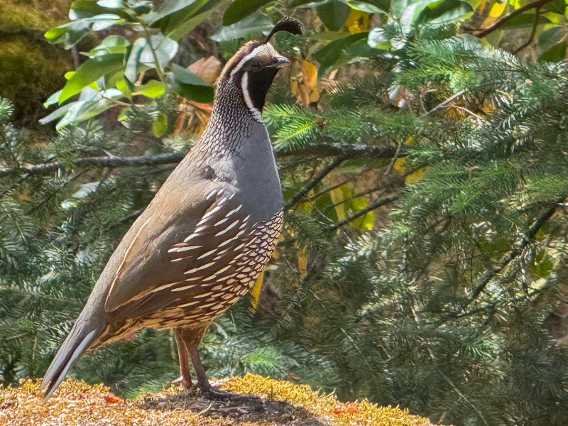 quail-3