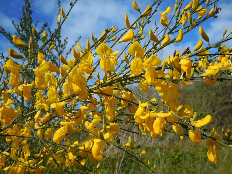 scotchbroom-2